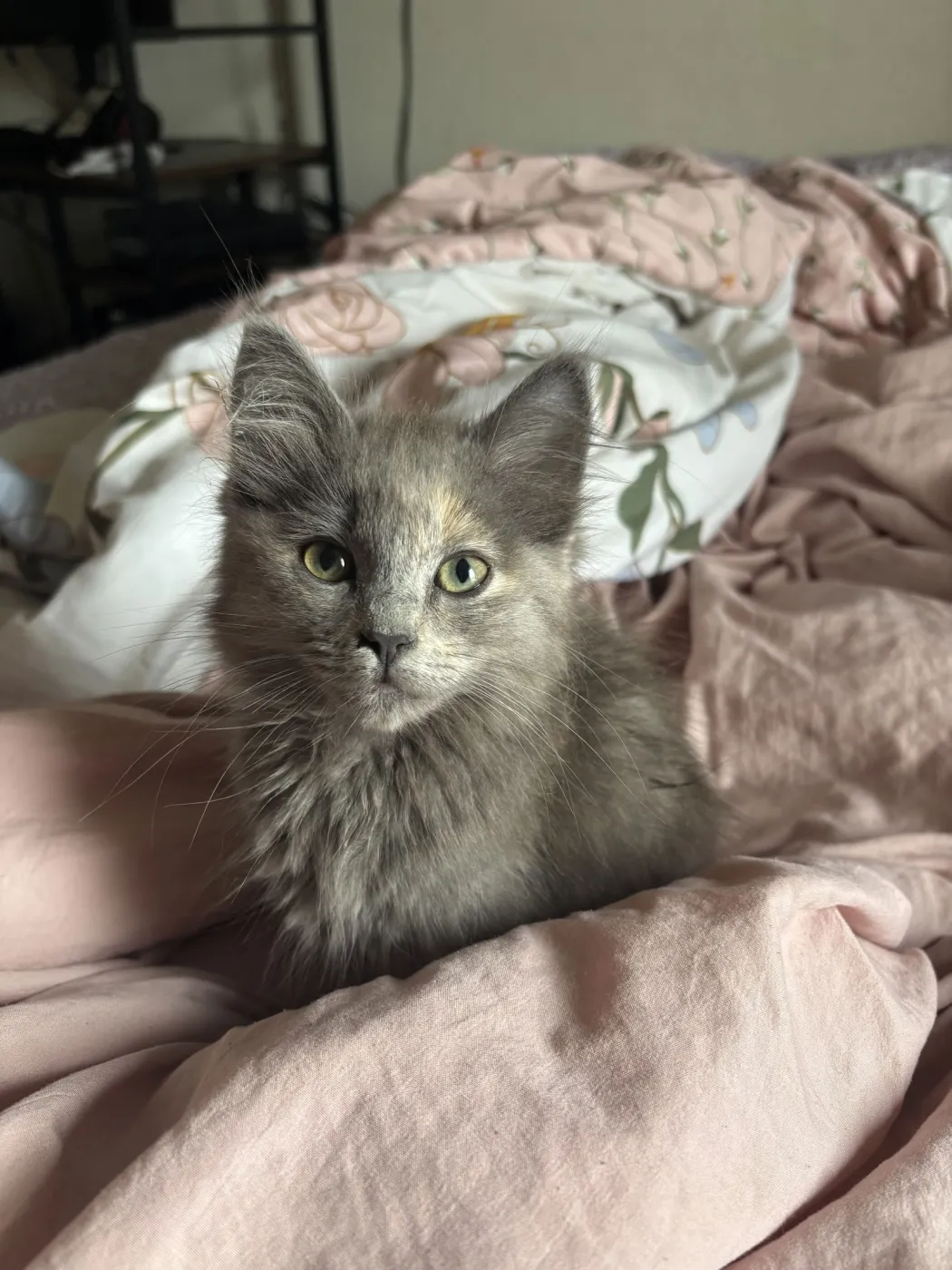 Peanut Butter - Photo 1