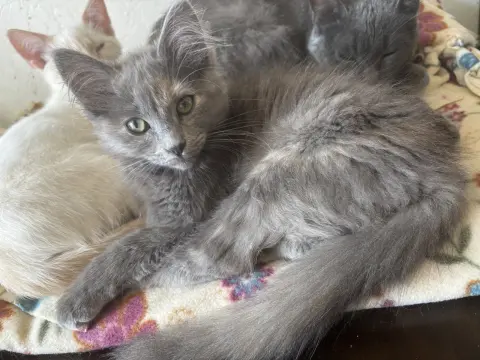 Peanut Butter thumbnail 2