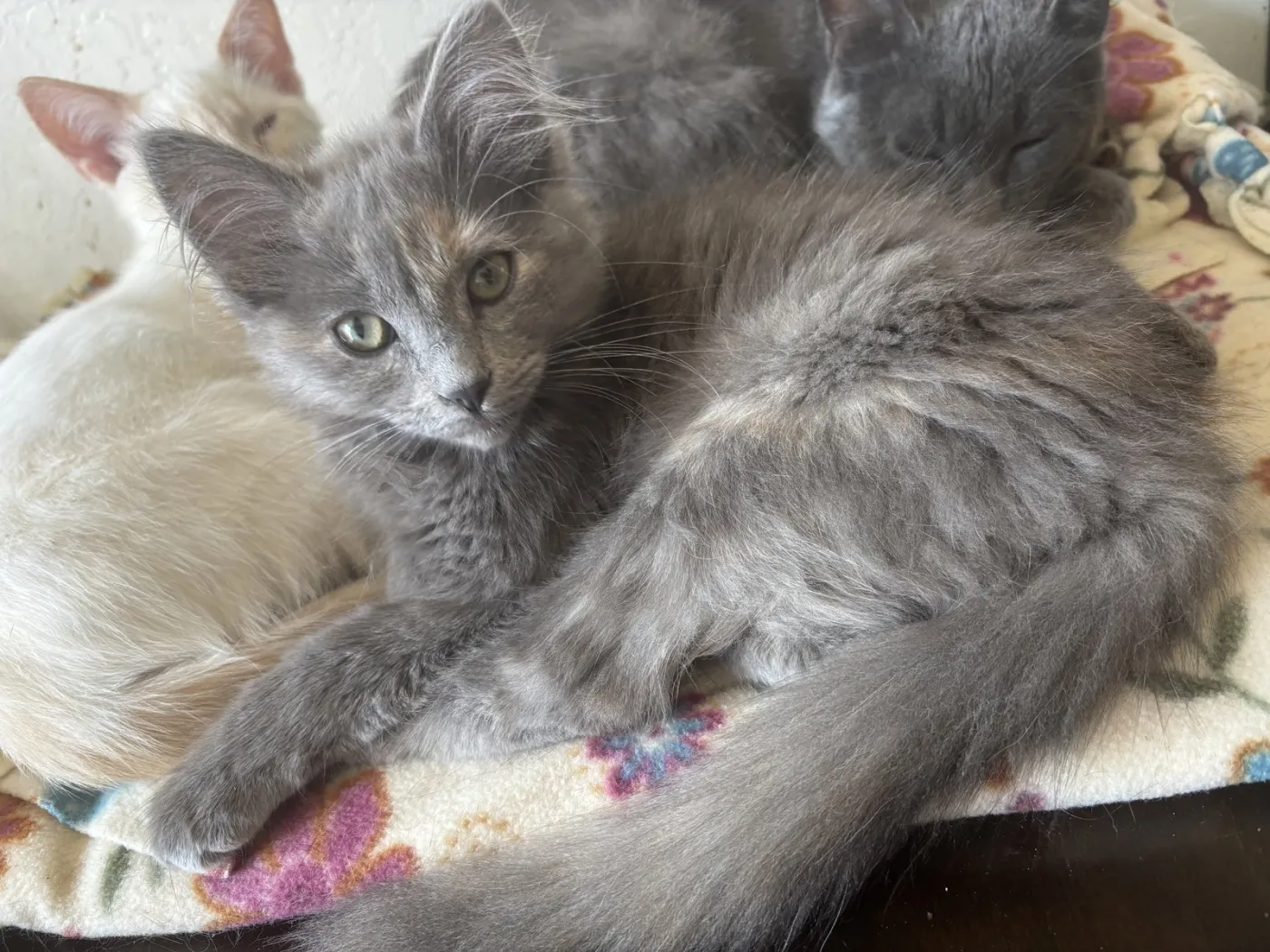 Peanut Butter - Photo 2