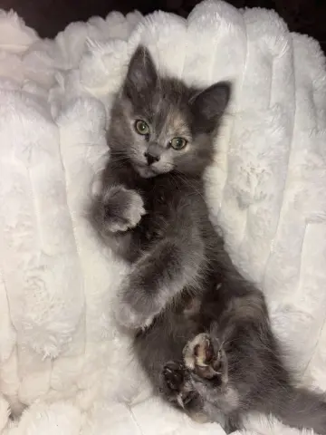 Peanut Butter thumbnail 3