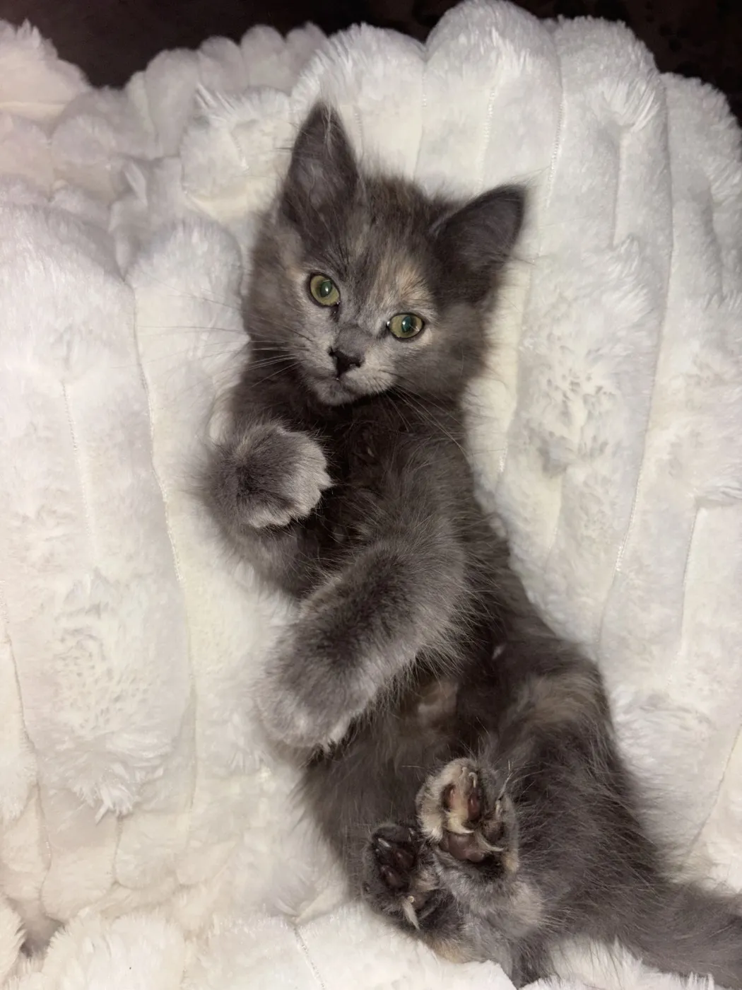 Peanut Butter - Photo 3