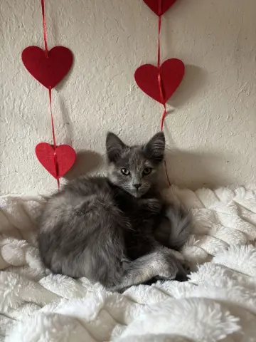 Peanut Butter thumbnail 4