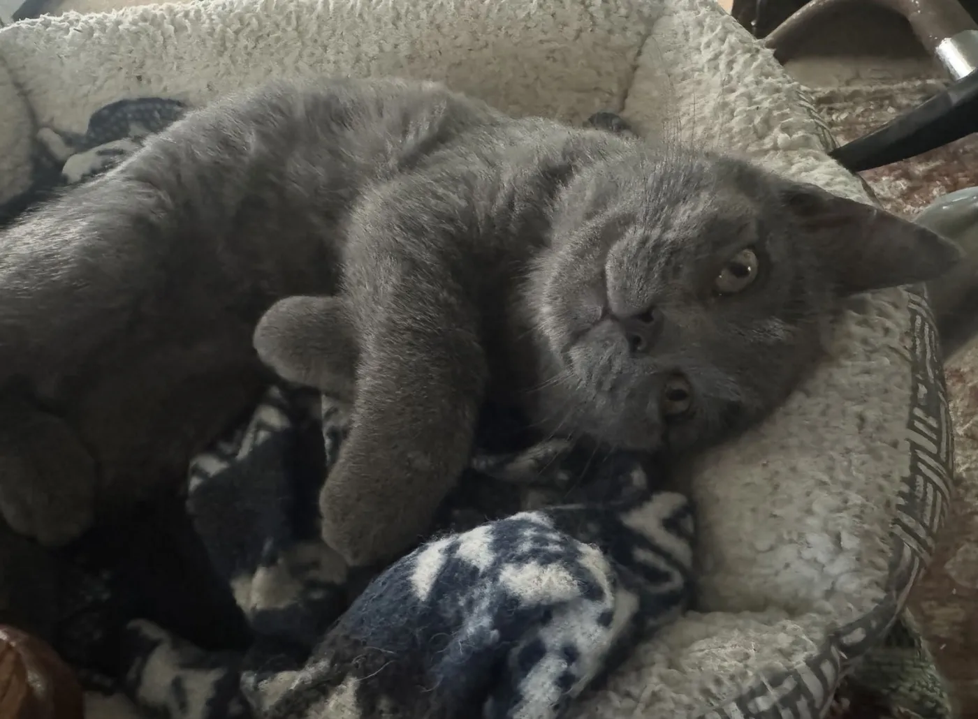 Benoit Blanc - Photo 1