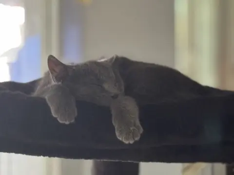 Benoit Blanc thumbnail 2