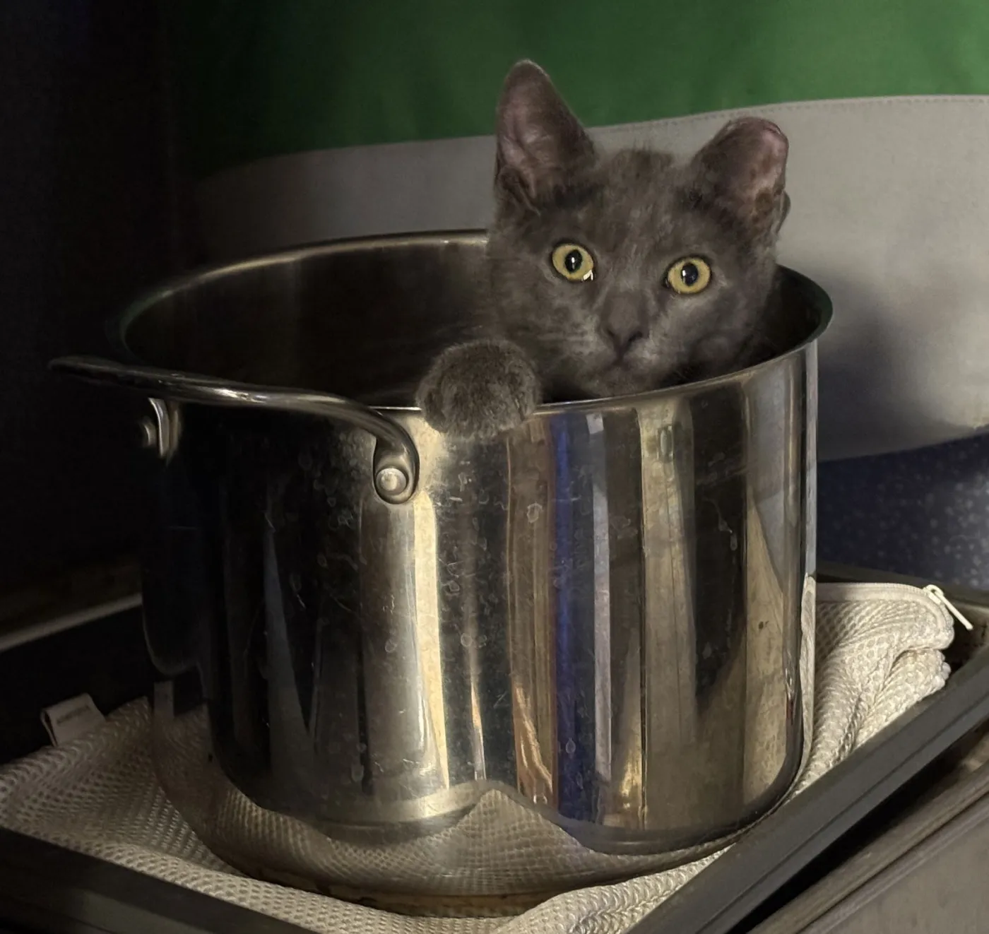 Benoit Blanc - Photo 3