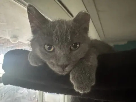 Benoit Blanc thumbnail 4