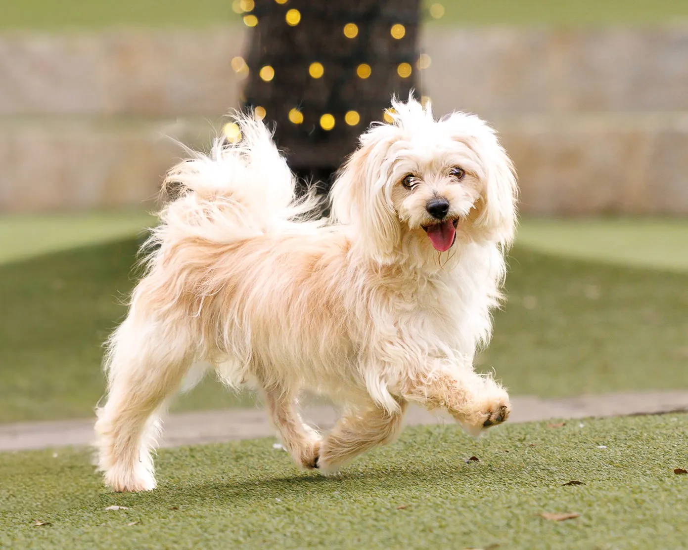 Heathcliff - Photo 2