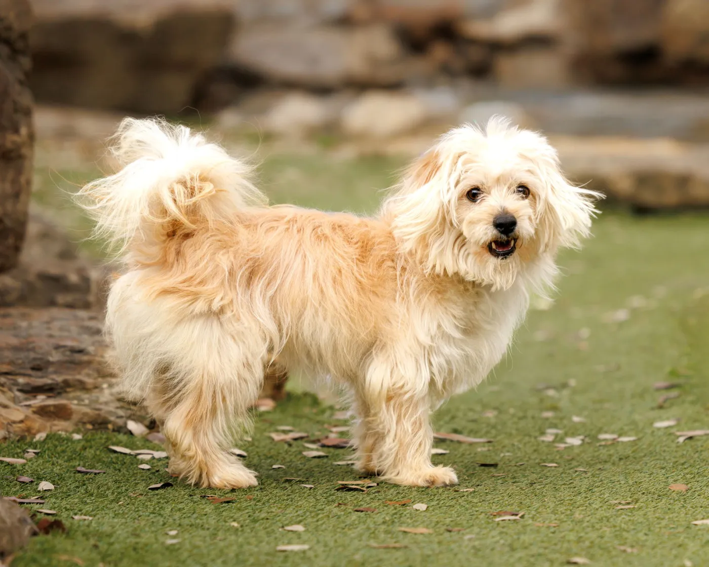 Heathcliff - Photo 4