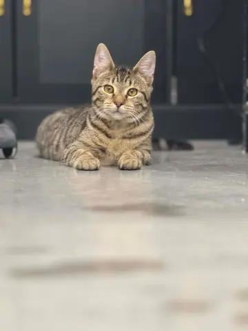 Habanero thumbnail 2