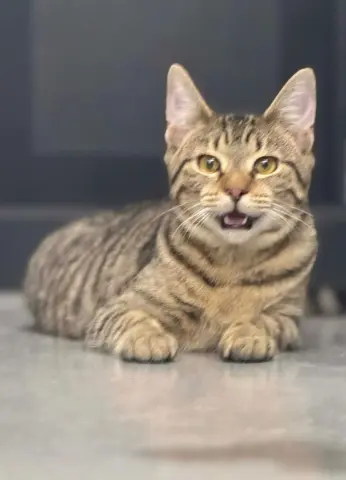 Habanero thumbnail 3