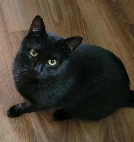 Princess thumbnail 2