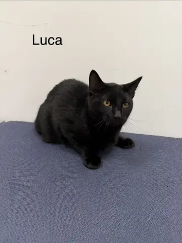 Luca
