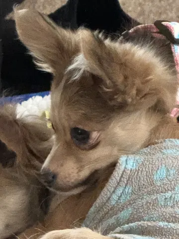 Gabriella thumbnail 2