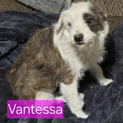 Vantessa thumbnail 2