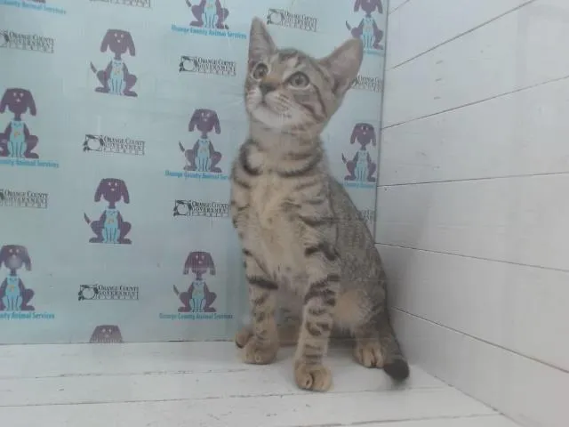 Shorty Cat - Photo 1