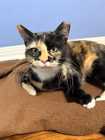 Princess Peaches thumbnail 4