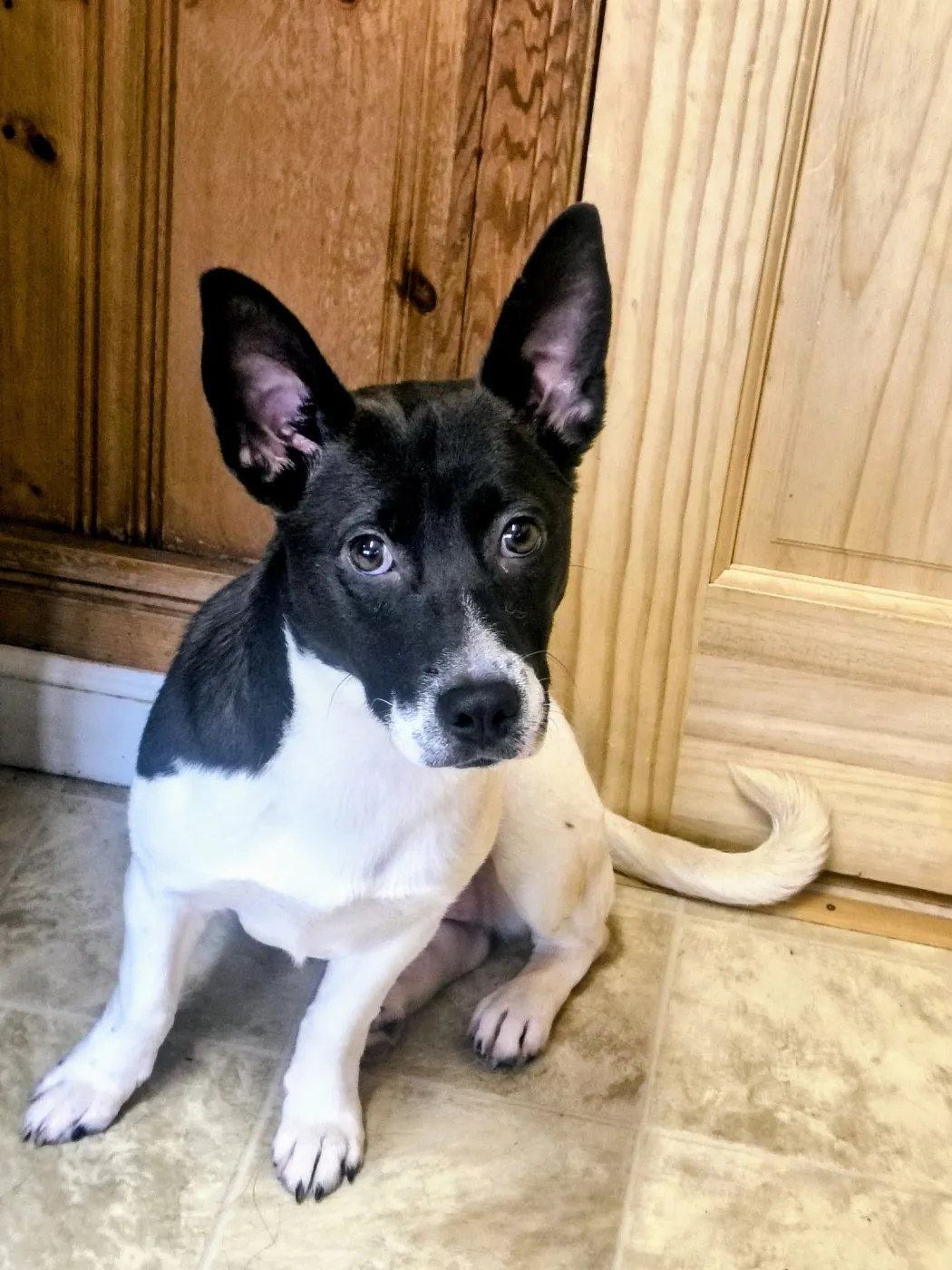 Swallow Tail - Photo 2