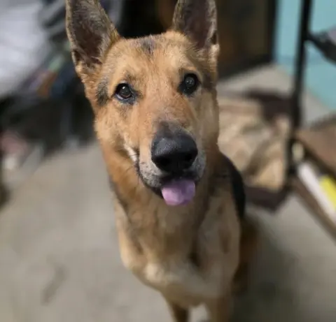 Steven Tyler thumbnail 3