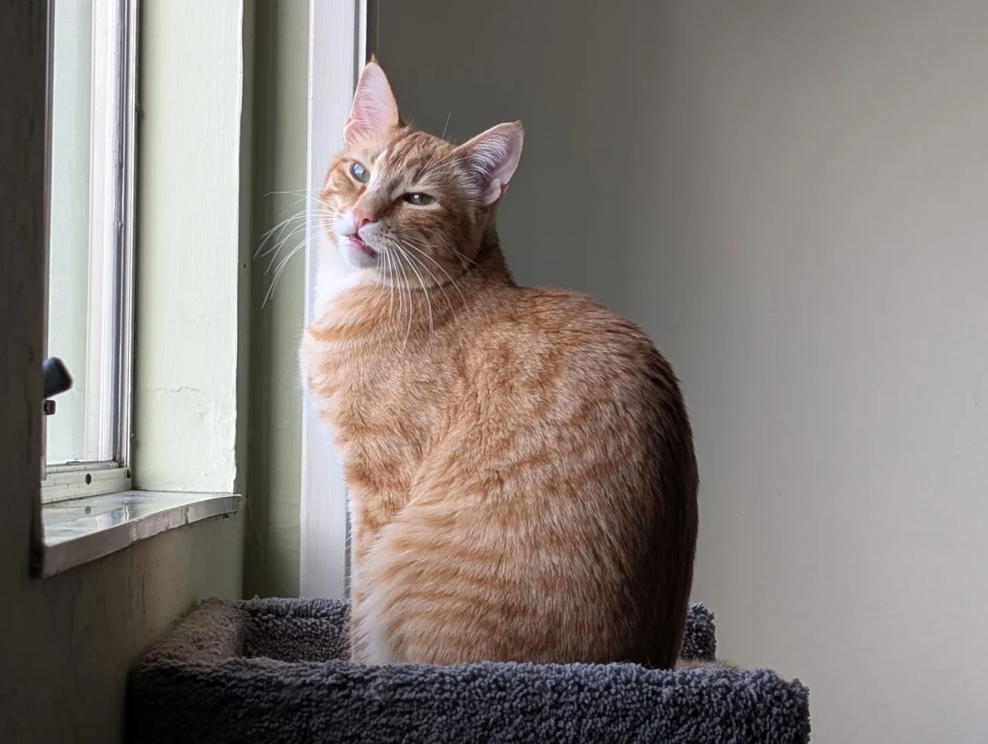 Clementine - Photo 1