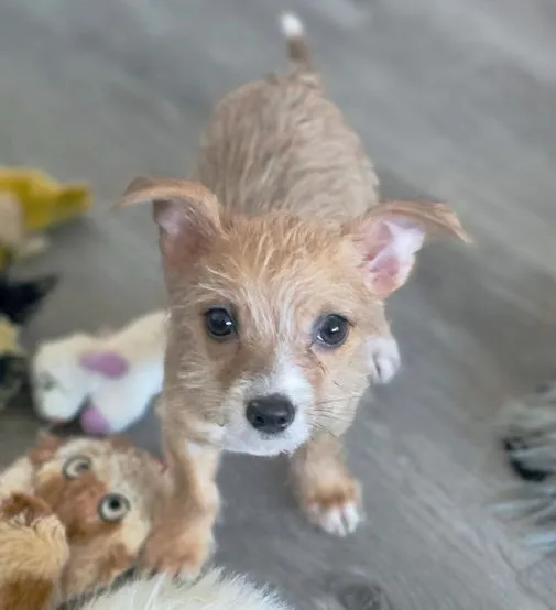 Mr. Wigglesworth - Photo 2