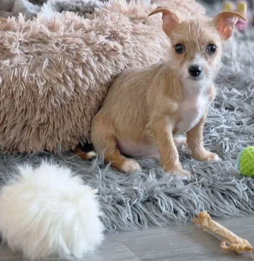 Mr. Wigglesworth - Photo 4