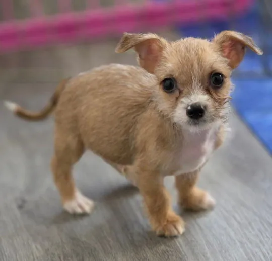 Mr. Wigglesworth - Photo 5