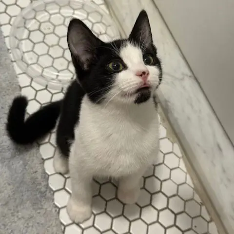 Echo and Symphony thumbnail 3