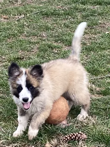 Cashmere thumbnail 2