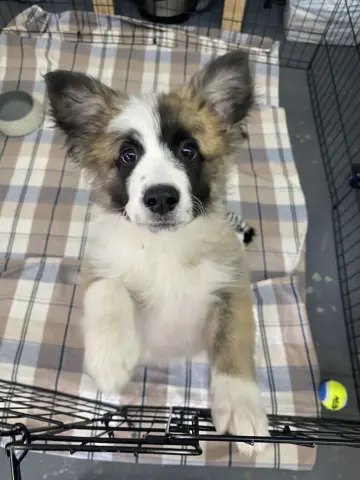 Cashmere thumbnail 3