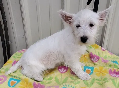 Blizzard thumbnail 2