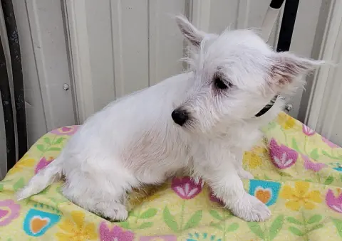 Blizzard thumbnail 3