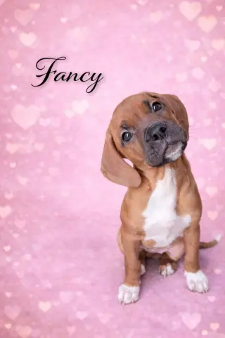 Fancy