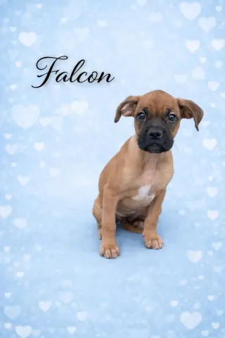 Falcon