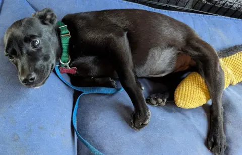 Starling thumbnail 2