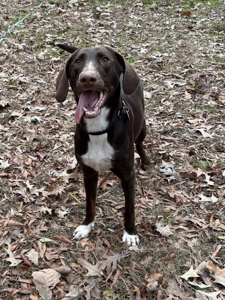 Nova Galaxy - Photo 1