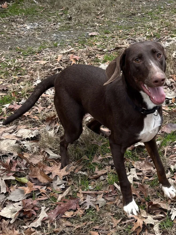 Nova Galaxy - Photo 2