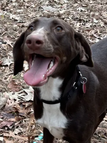 Nova Galaxy thumbnail 3