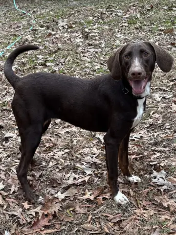 Nova Galaxy thumbnail 4