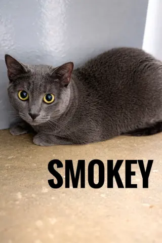 Smokey
