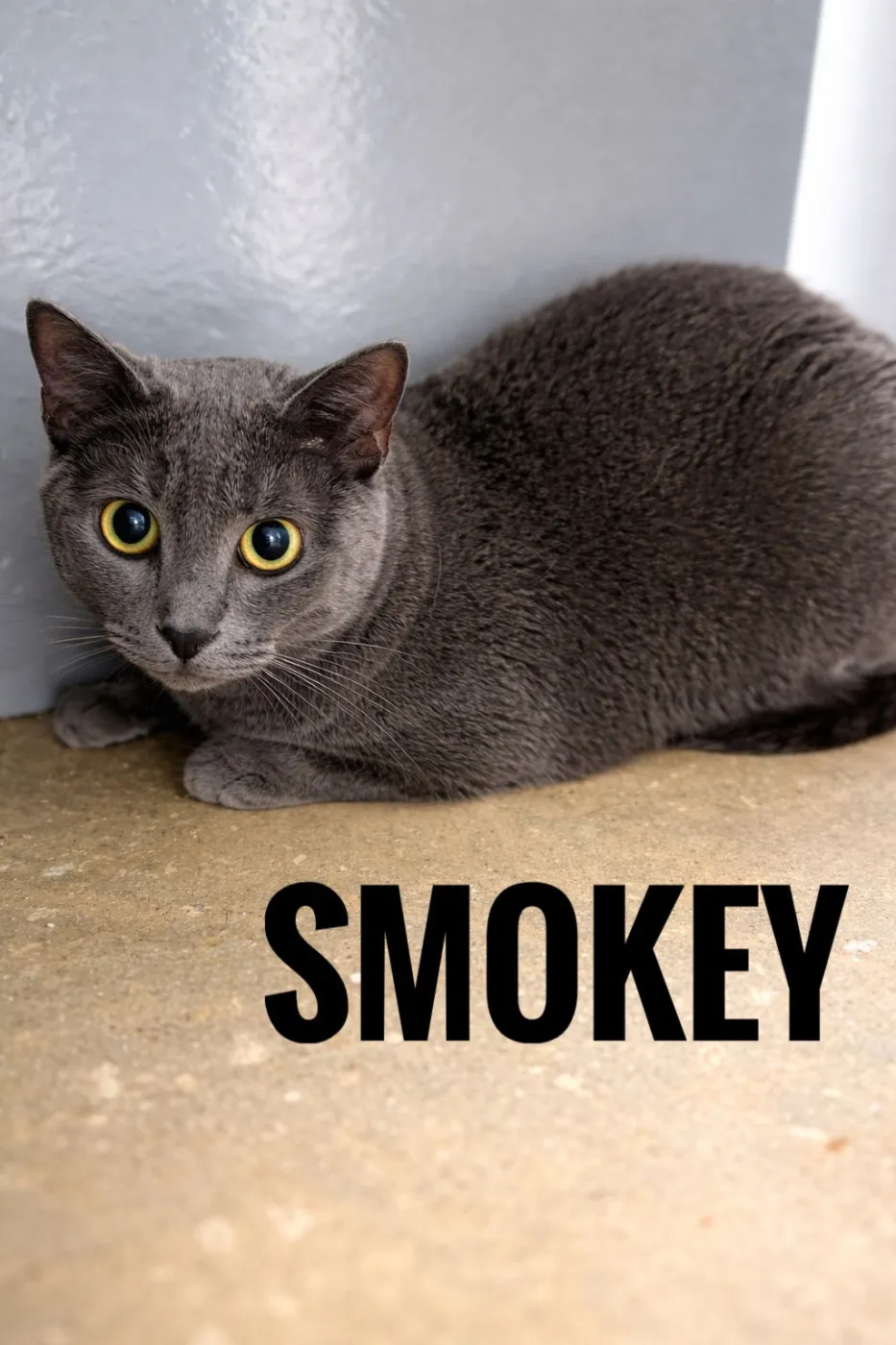 Smokey - Photo 1
