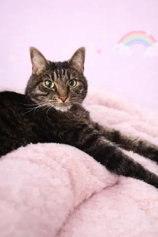 Felicity thumbnail 3