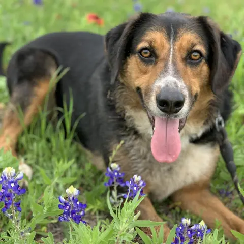 Schroeder thumbnail 5