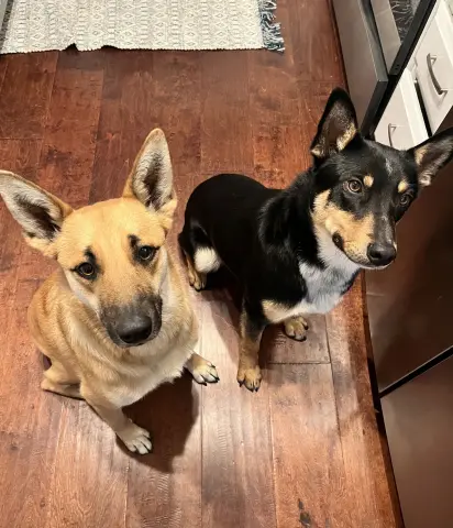 Snickers thumbnail 5