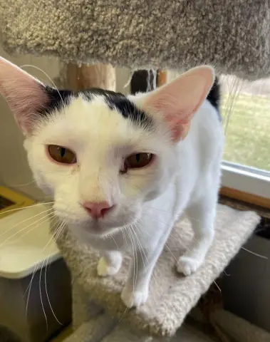 Doohickey thumbnail 3