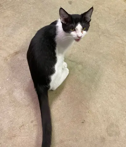 Thingamajig thumbnail 3