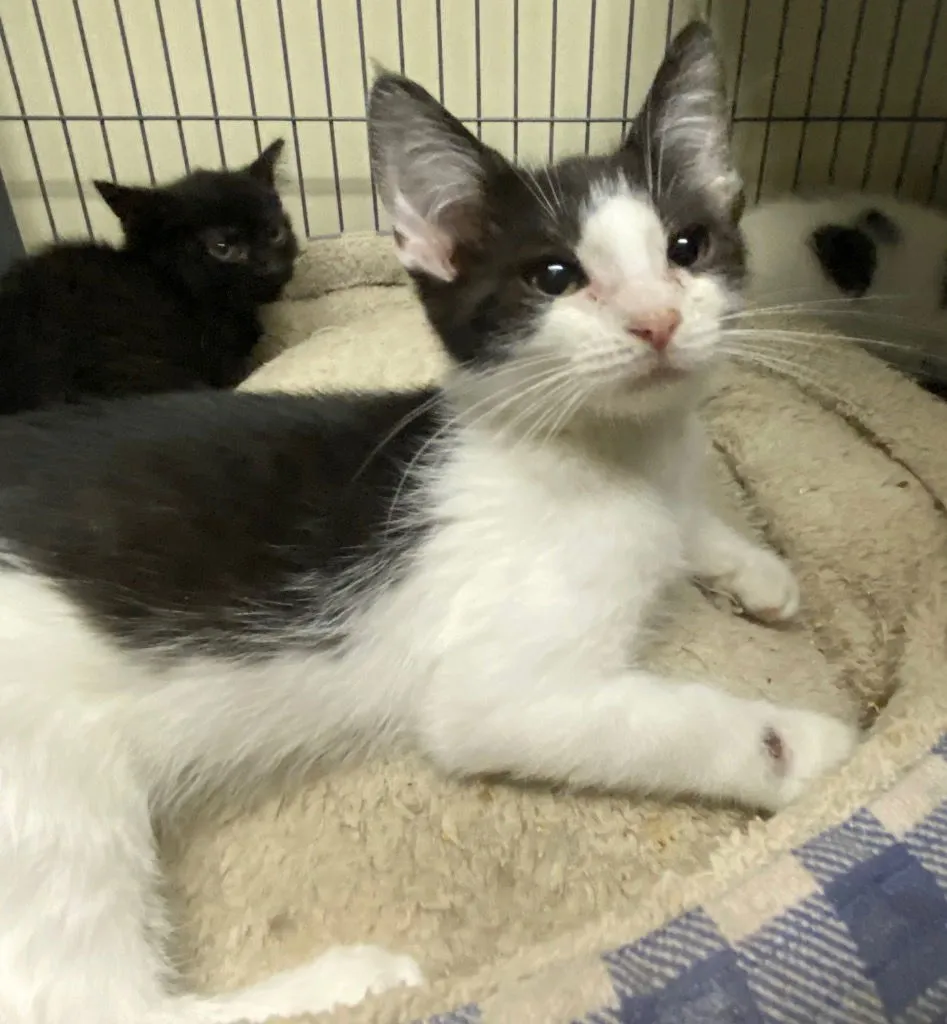 Thingamajig - Photo 4