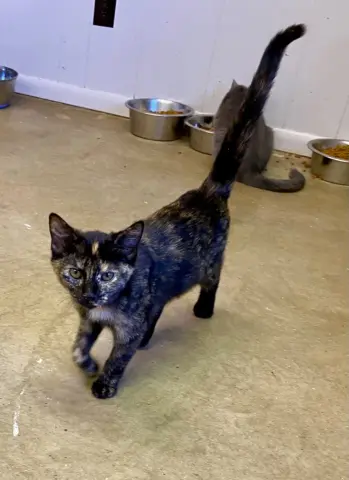 Bamboozle thumbnail 4