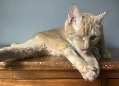 Candy Corn thumbnail 2