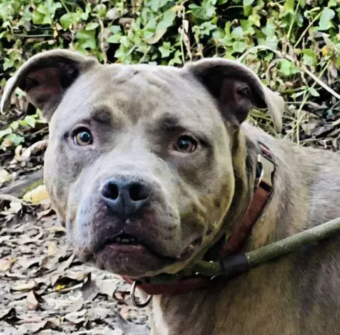 Beetlejuice thumbnail 2