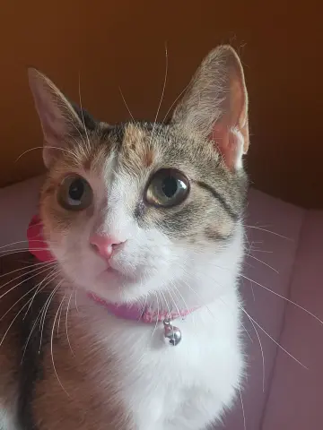 Antoinette thumbnail 3